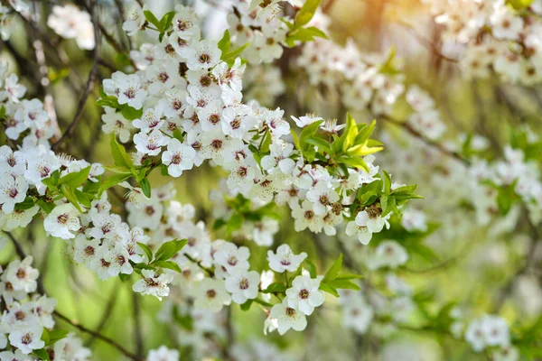 白花的Prunus Cerasifera 自然背景 — 图库照片