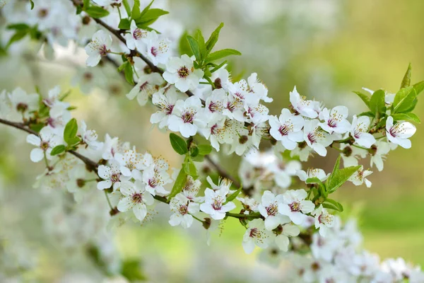 Flores Blancas Prunus Cerasifera Fondo Natural — Foto de Stock