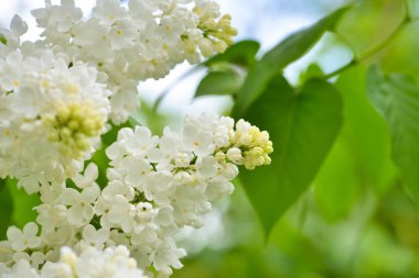 Yeşil yapraklı, taze, beyaz leylak. Seçici odak