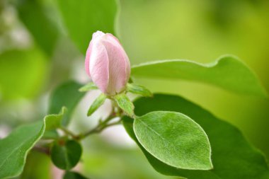 Dikdörtgen tomurcuklu dal (Cydonia oblonga)