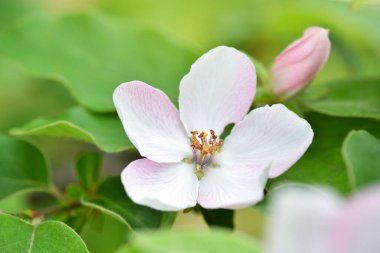 Doğal bir arka planda çiçek açan dikdörtgen (Cydonia oblonga) ayva dalı 