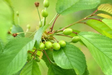 Olgunlaşmamış böğürtlenlerle kiraz ağacının yakın plan dalı (Prunus avium)
