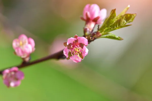Schöne Blühende Pfirsichblüten Vor Dem Natürlichen Hintergrund — Stockfoto