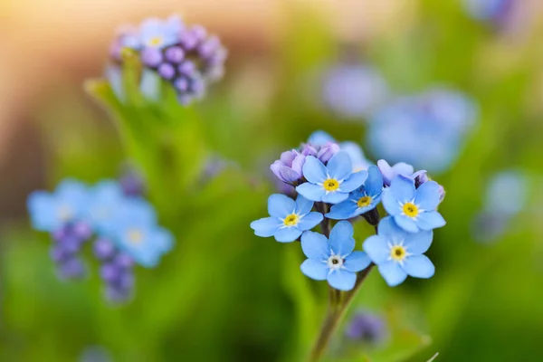 Schöne Vergissmeinnicht Blaue Wildblumen Myosotis Verschwommenen Hintergrund Grünen Grases — Stockfoto