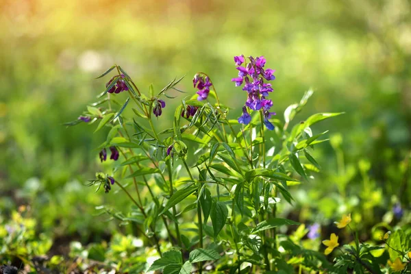 春天在野生的百里香中盛开 春林野豌豆盛开的美丽花朵 紫丁香在阳光下绽放 — 图库照片
