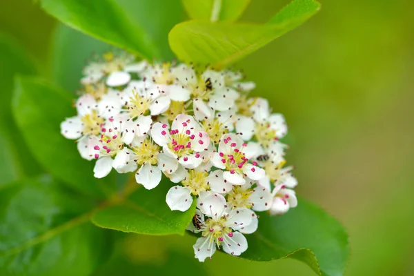 Flores Macias Brancas Chokeberry Preto Aronia Melanocarpa Primavera Fundo Folhas — Fotografia de Stock