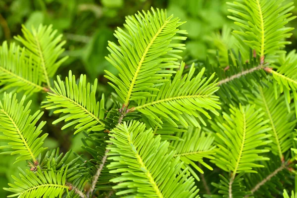 Närbild Ung Färsk Kvist Silvergran Abies Alba Naturlig Bakgrund — Stockfoto