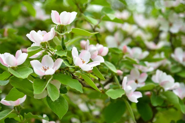 Blossoming Quince Cydonia Oblonga Natural Background — Stock Photo, Image