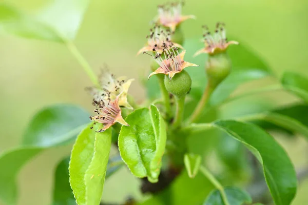 Close Kleine Eierstokken Van Peer Een Boomtak Lentetuin Selectieve Focus — Stockfoto