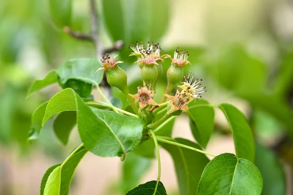 Kleine Eierstokken Van Peer Een Boomtak Lentetuin Selectieve Focus — Stockfoto