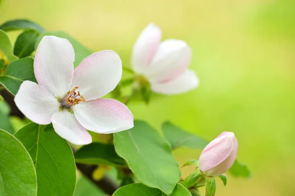 Tak Van Een Bloeiende Langwerpige Kweepeer Cydonia Oblonga Een Natuurlijke — Stockfoto