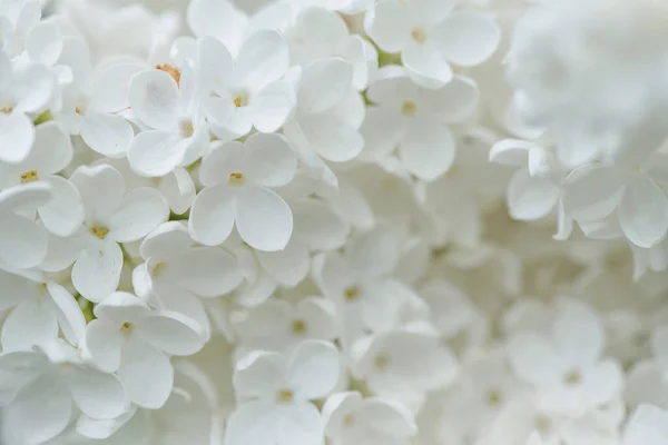 Weißer Flieder Blüten Nahaufnahme Natürlicher Floraler Hintergrund — Stockfoto