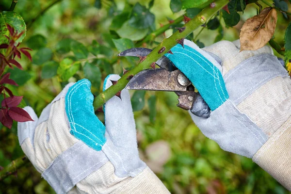 Taille Des Roses Dans Jardin Les Mains Jardinier Avec Des — Photo