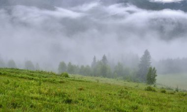 Karpat dağlarında sisli bir sabah. Güzel dağ vadisi sisle kaplıdır. Ukrayna, Avrupa.