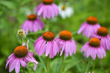 Doğal arka plana karşı Echinacea çiçekleri (Echinacea purpurea). Yumuşak odak