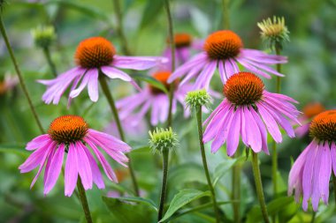Ekinezya çiçekleri (Echinacea purpurea) bahçede