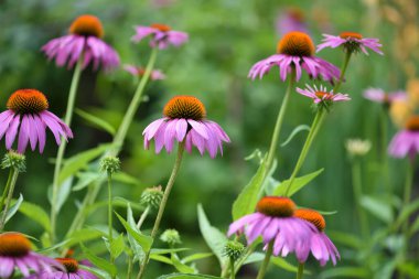 Ekinezya çiçekleri (Echinacea purpurea) bahçede