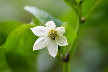 Bahçede çan biberi, yakın plan.