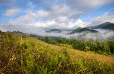 Sis ve renkli bitkilerle inanılmaz bir dağ manzarası. Yağmurdan sonraki sabah. Carpathian, Ukrayna, Avrupa