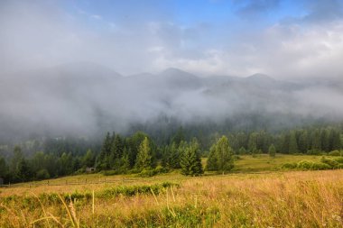 Karpat dağlarında sisli bir sabah. Güzel dağ vadisi sisle kaplıdır. Ukrayna, Avrupa.