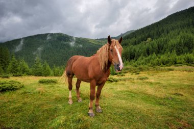 Dağlardaki çayırlarda at