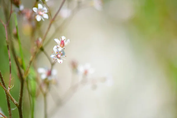 Fondo Flores Flores Saxifraga Primer Plano Sobre Fondo Natural Enfoque —  Fotos de Stock