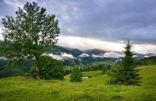 Espléndido Valle Montaña Está Cubierto Niebla Después Lluvia Con Verdes —  Fotos de Stock