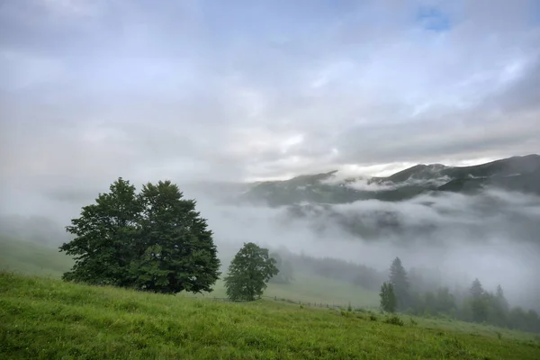 Manhã Nebulosa Nas Montanhas Dos Cárpatos Belo Vale Montanha Coberto — Fotografia de Stock