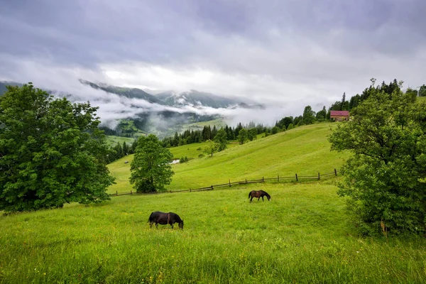 Bela Paisagem Montanhosa Com Cavalos Pasto Manhã Nebulosa Depois Chuva — Fotografia de Stock