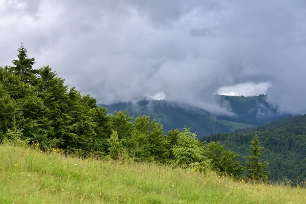 Mglisty Poranek Karpatach Piękna Górska Dolina Pokryta Jest Mgłą Ukraina — Zdjęcie stockowe