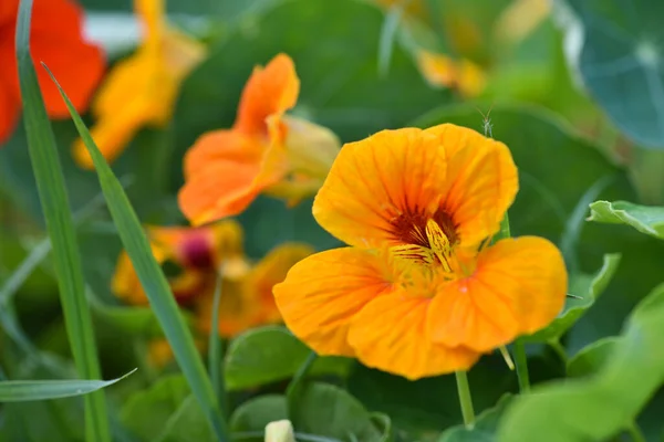 Großaufnahme Von Leuchtend Orangen Kapuzinerkresse Oder Tropaeolum Majus Blüten Garten — Stockfoto
