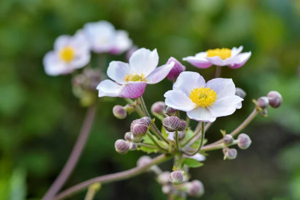 Roze Bloem Van Chinese Anemoon Anemone Hupehensis Tuin — Stockfoto