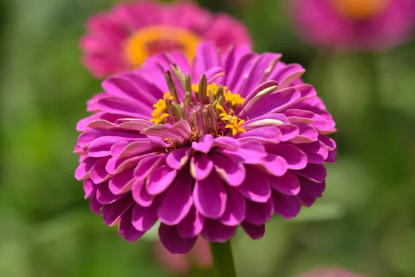 Rosa Blomma Zinnia Närbild Trädgården — Stockfoto