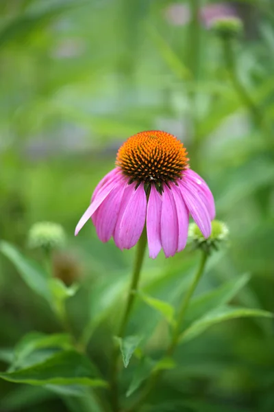 Echinacea Virágok Echinacea Purpurea Természetes Háttér Mellett Lágy Fókusz — Stock Fotó