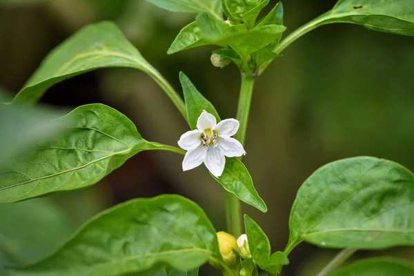 Fioritura Peperone Tra Foglie Verdi Giardino — Foto Stock