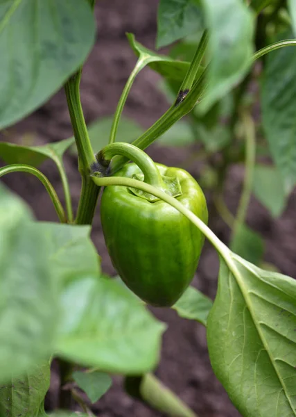 Peperoncino Immaturo Giardino Fogliame Verde — Foto Stock