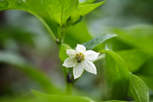 Λουλούδι Πιπεριά Ανάμεσα Πράσινα Φύλλα Στον Κήπο — Φωτογραφία Αρχείου