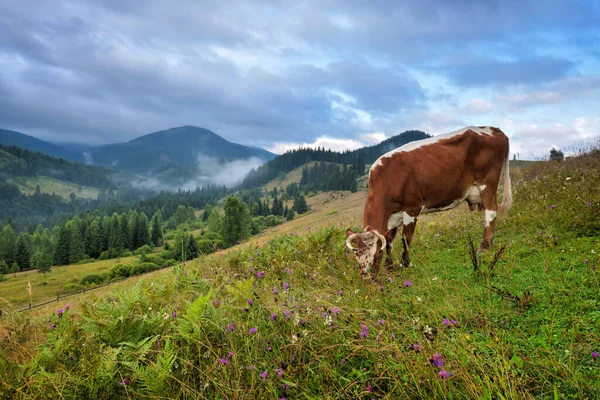 Brązowa Krowa Białym Wzorem Pastwisku Górskim Mglisty Poranek Karpatach — Zdjęcie stockowe