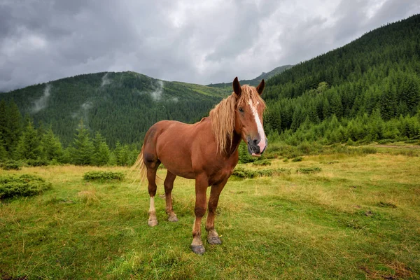 Лошадь Лугу Горах — стоковое фото