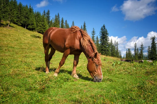 Caballo Prado Las Montañas Hermoso Día Verano Soleado — Foto de Stock