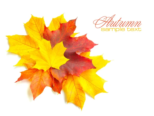 Autumn maple leaves isolated on white background — Stock Photo, Image