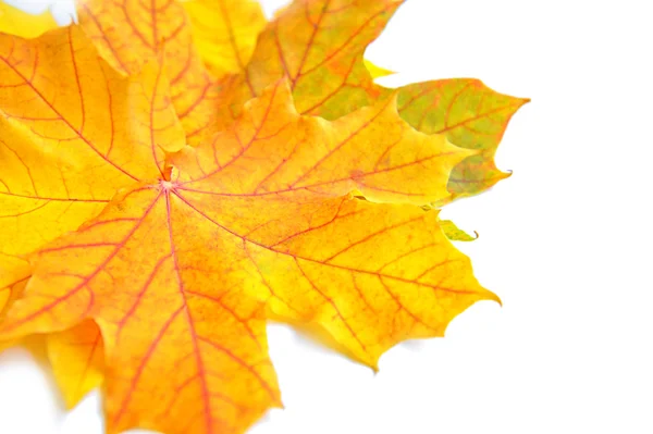 Hojas de arce de otoño sobre fondo blanco — Foto de Stock