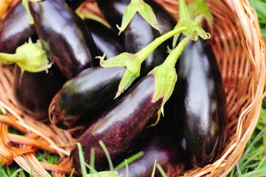 Sepette çimlerin üzerine taze patlıcan