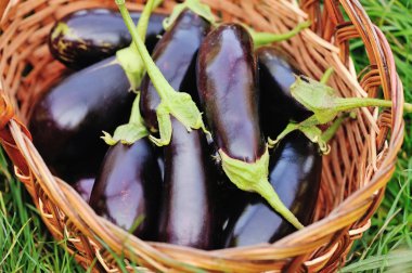 Sepette çimlerin üzerine taze patlıcan