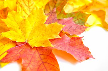 Sonbahar akçaağaç yaprakları beyaz arkaplanda