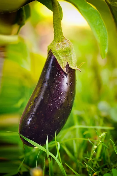 Melanzane fresche su orto — Foto Stock