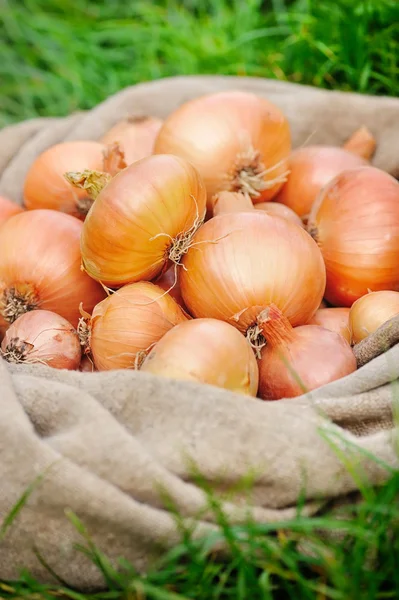 Cebollas cosechadas — Foto de Stock