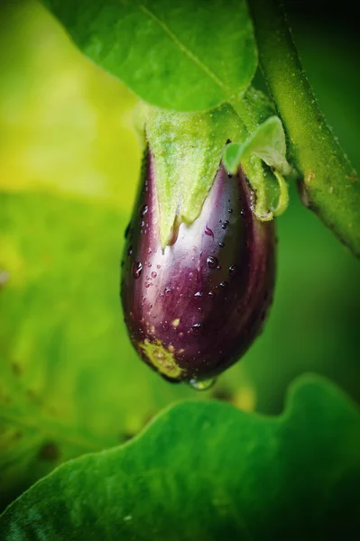 Fresh aubergine on vegetable garden — Stock Photo, Image