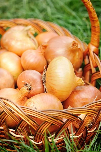 Cipolle fresche in cesto su erba — Foto Stock