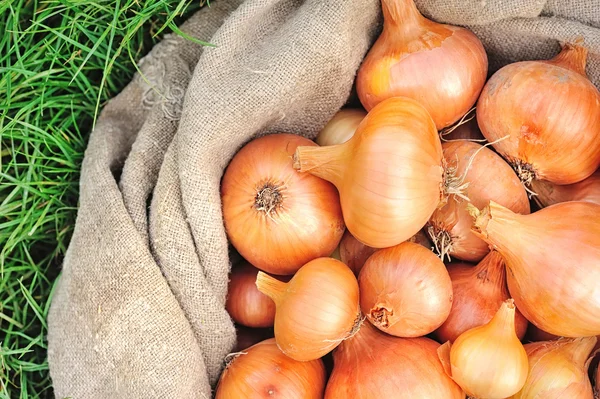 Geerntete Zwiebeln — Stockfoto